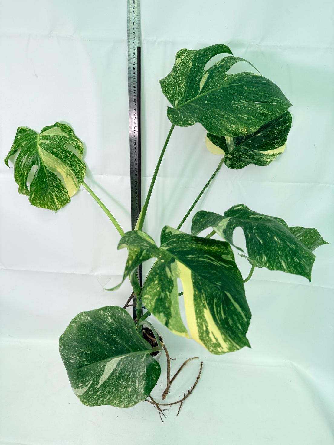 Monstera Thai Constellation XL 08