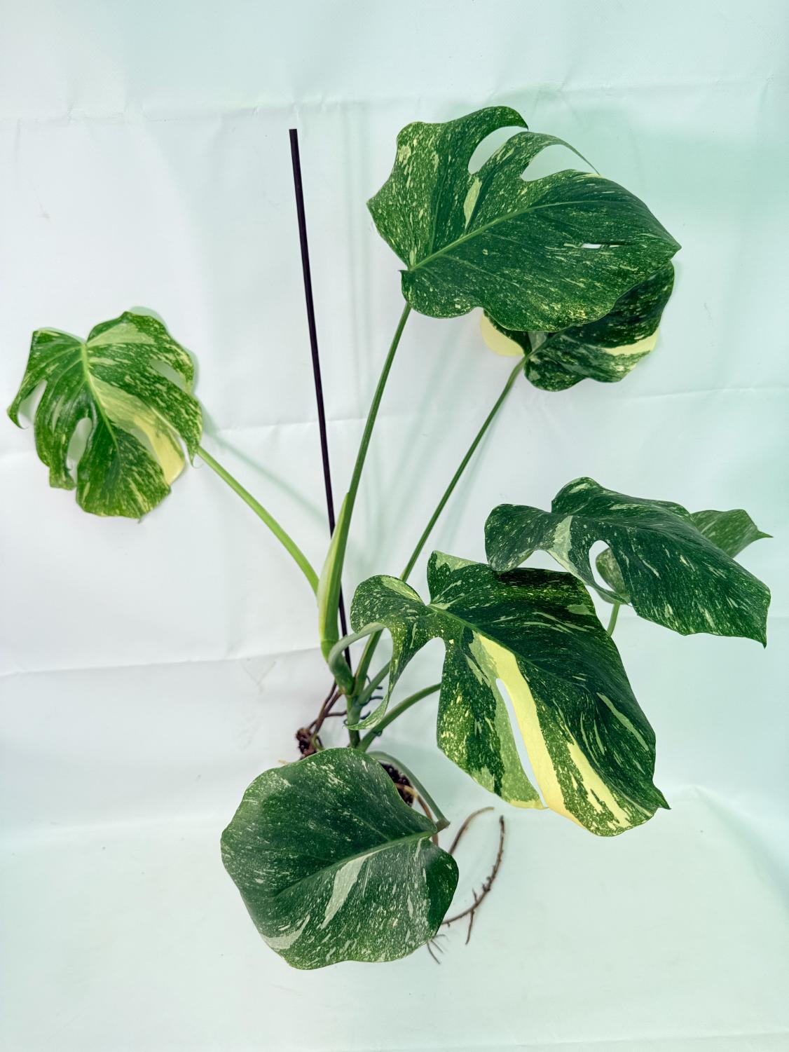 Monstera Thai Constellation XL 02