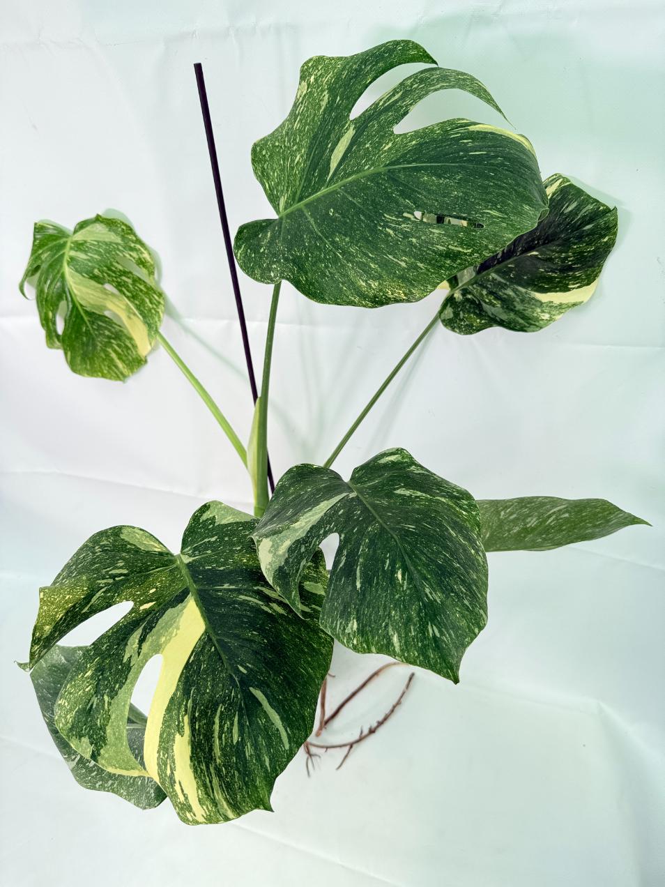 Monstera Thai Constellation XL 01