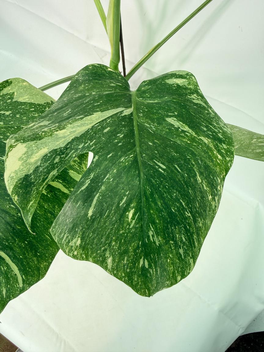 Monstera Thai Constellation XL 03