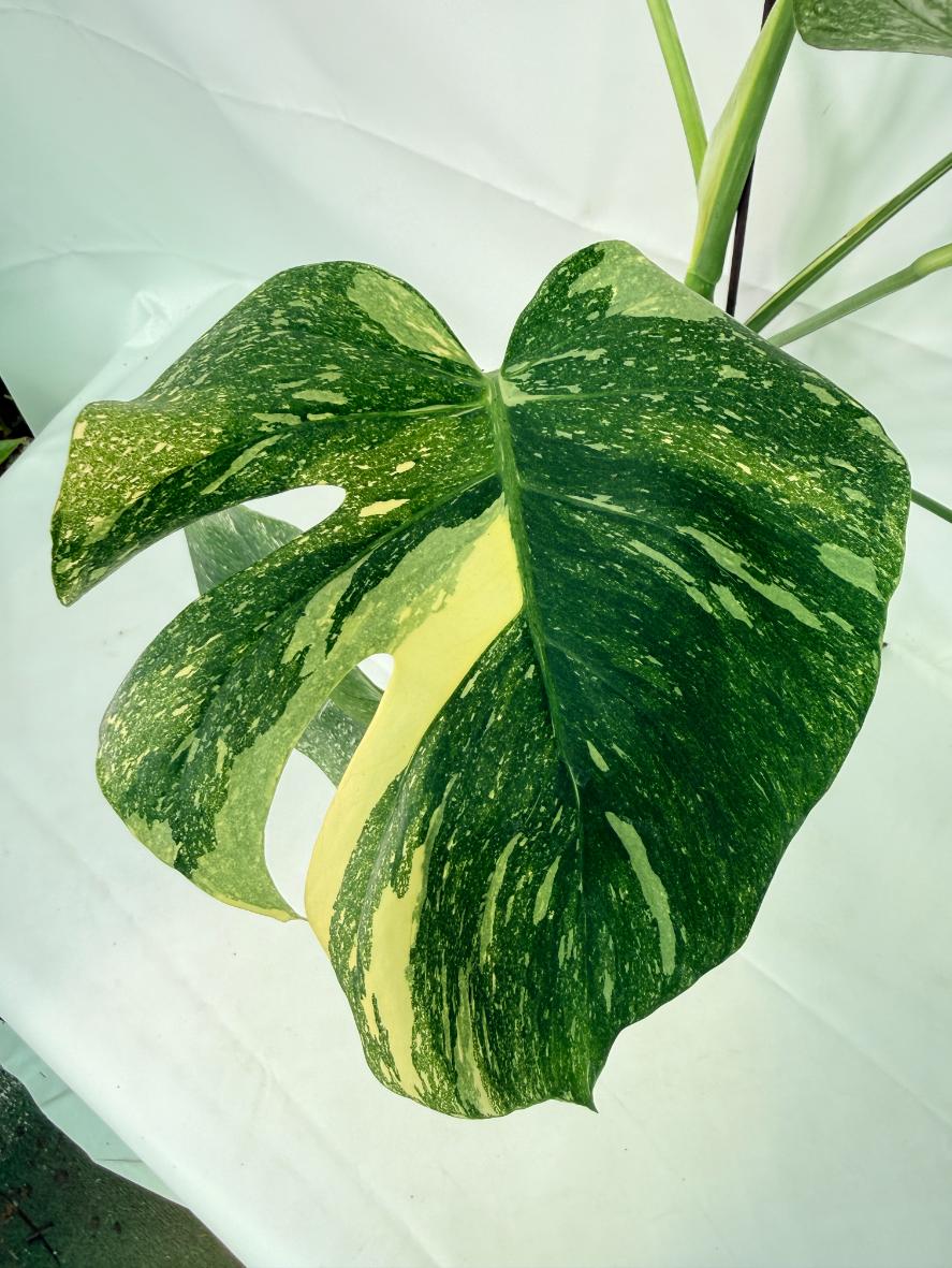 Monstera Thai Constellation XL 04