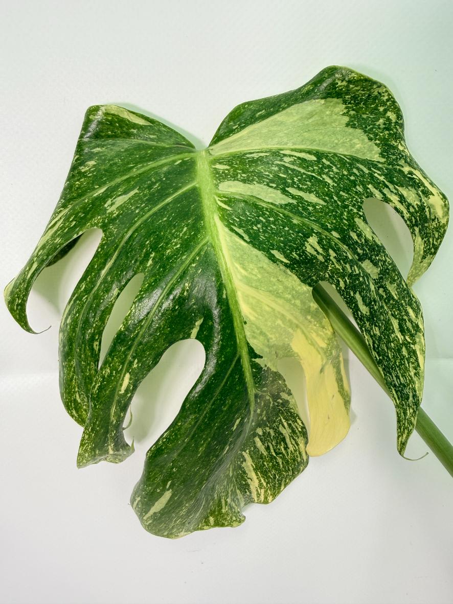 Monstera Thai Constellation XL 05