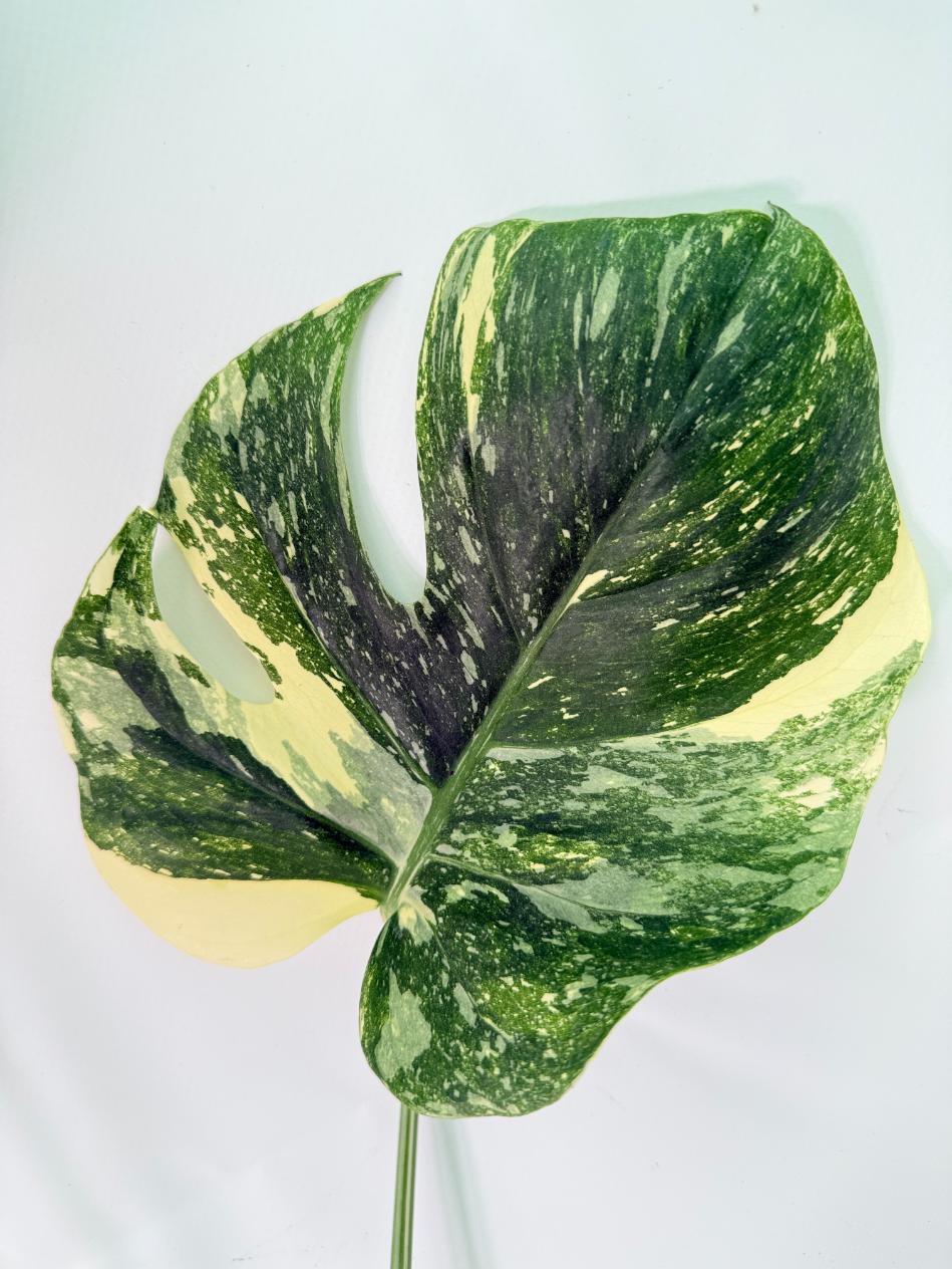Monstera Thai Constellation XL 06