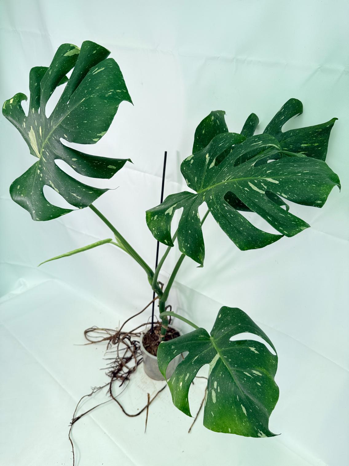 Monstera Thai Constellation XL 08