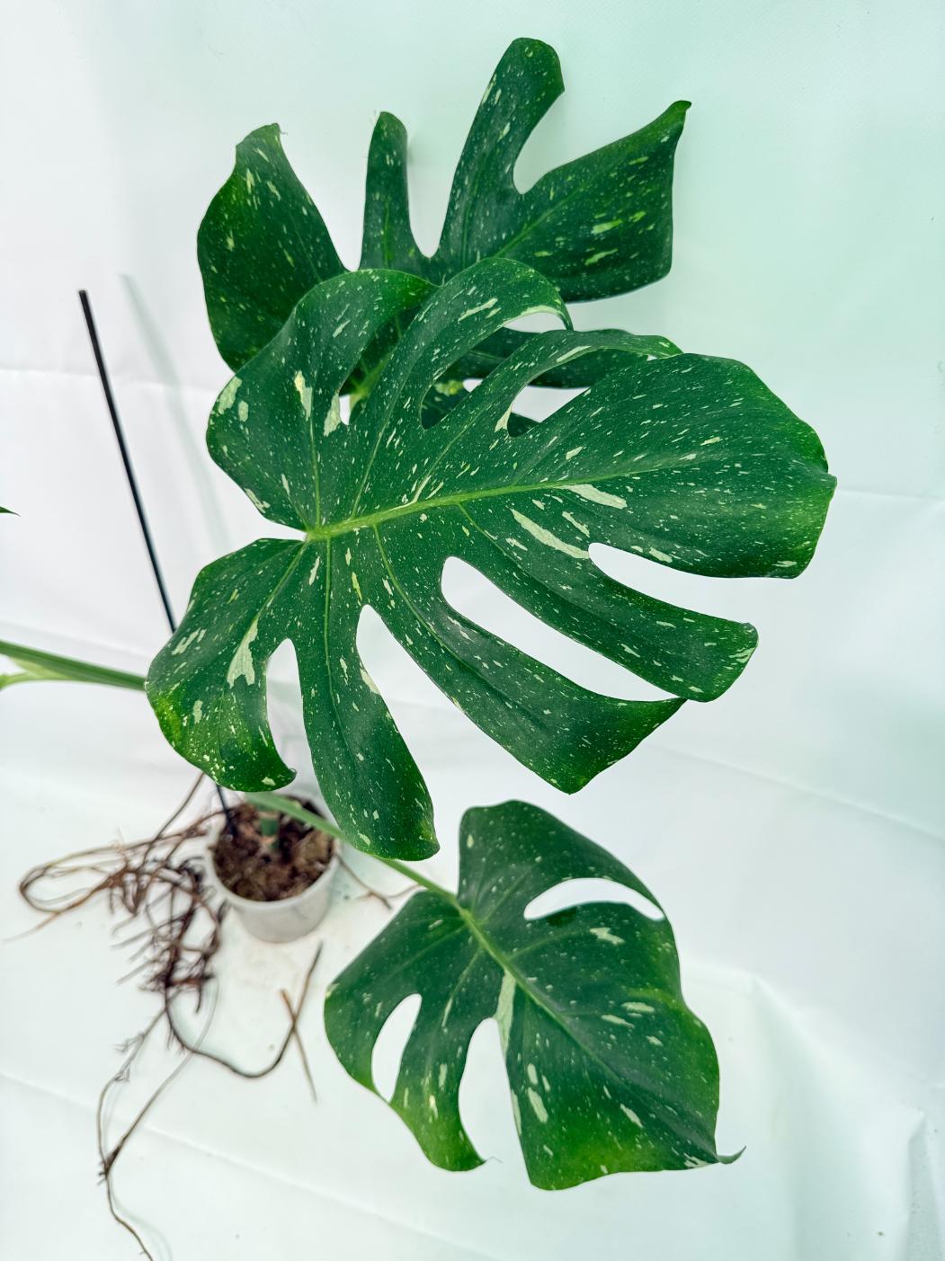 Monstera Thai Constellation XL 09