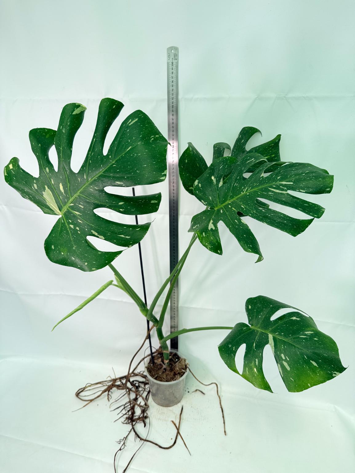 Monstera Thai Constellation XL 01