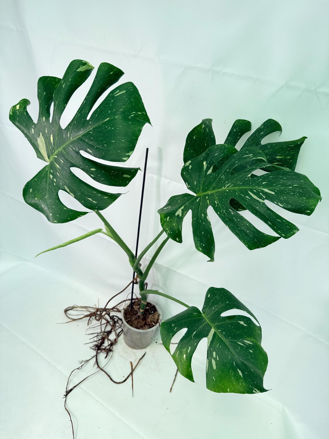 Monstera Thai Constellation XL 02