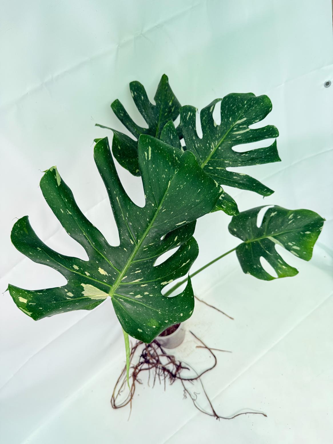Monstera Thai Constellation XL 03