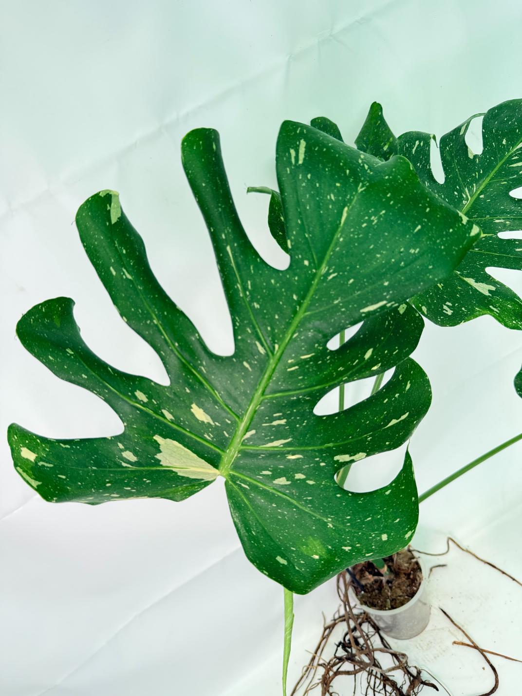 Monstera Thai Constellation XL 04