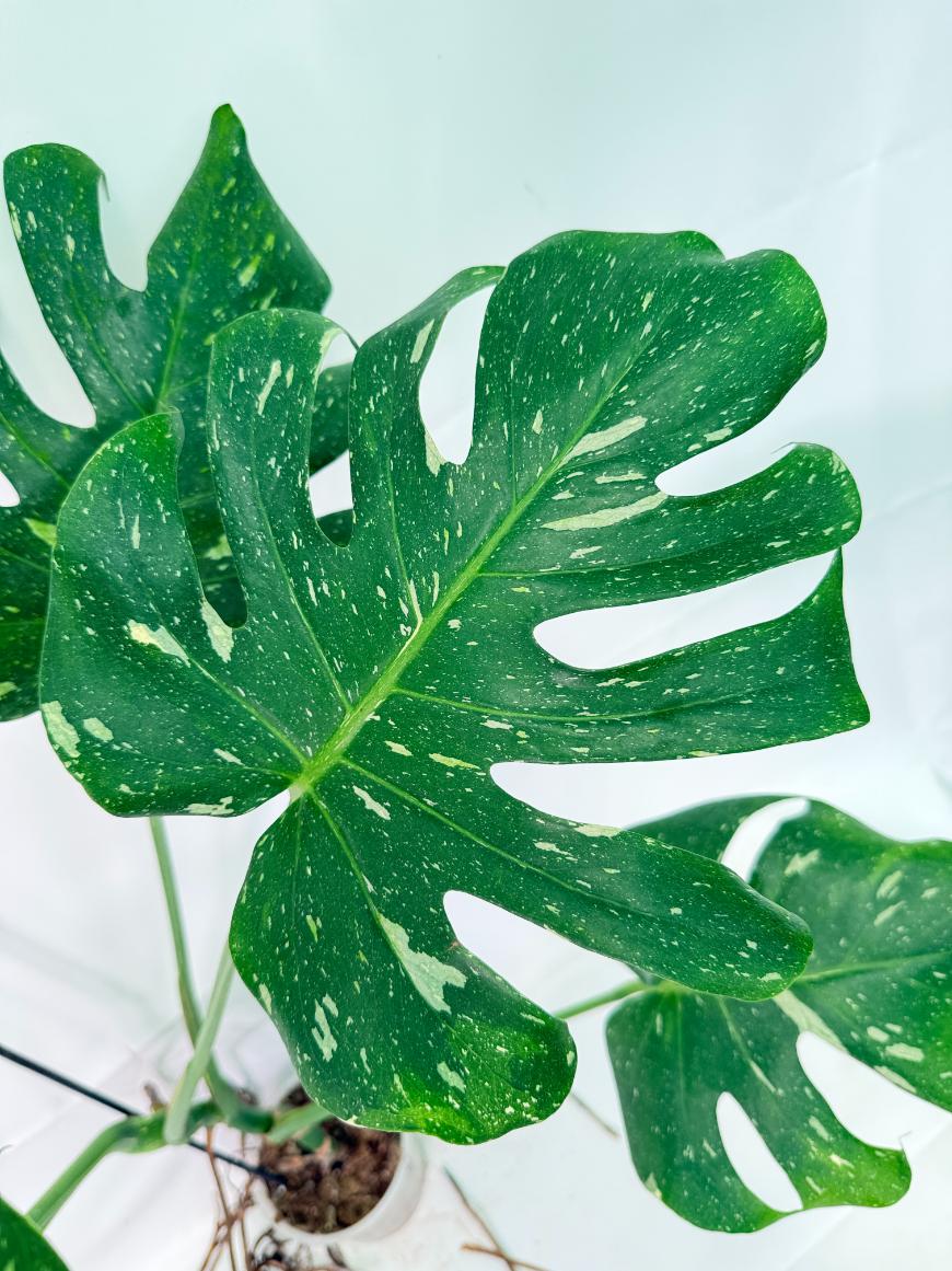 Monstera Thai Constellation XL 05