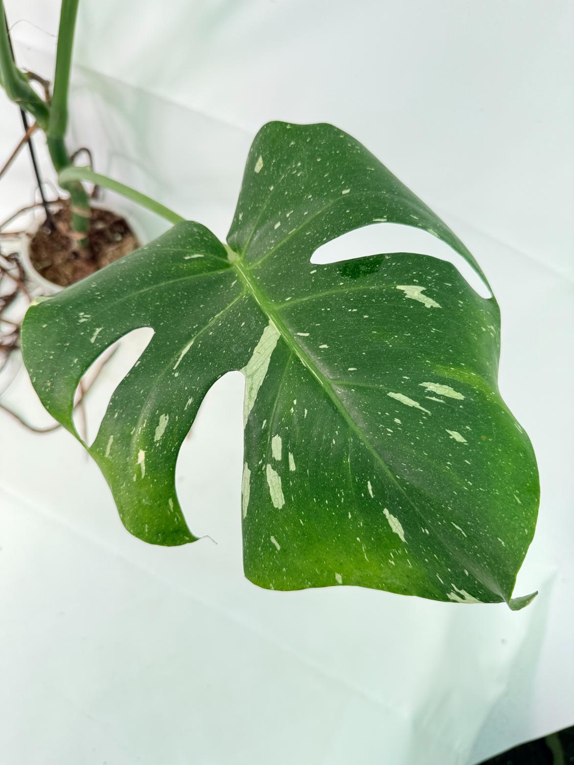 Monstera Thai Constellation XL 06