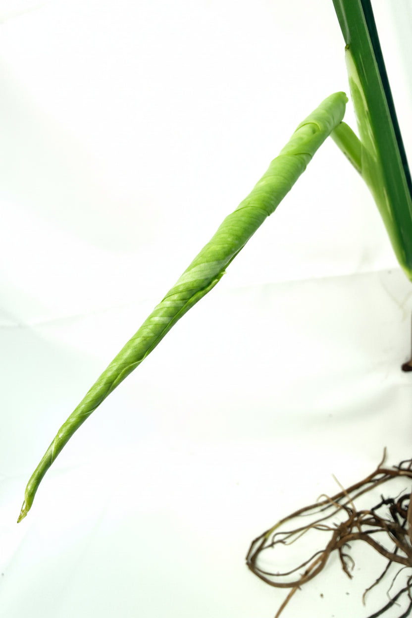 Monstera Thai Constellation XL 07