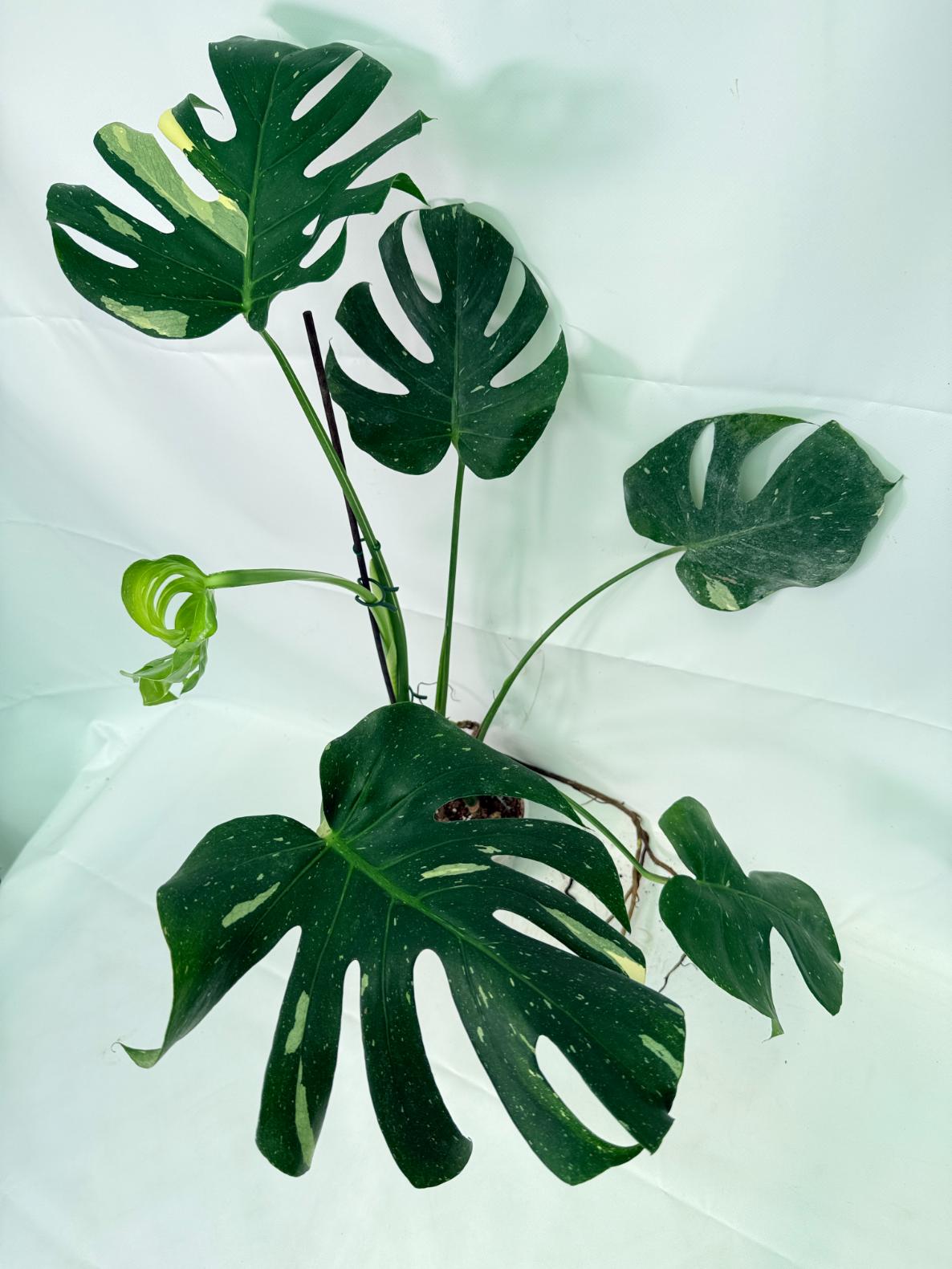 Monstera Thai Constellation XL 06