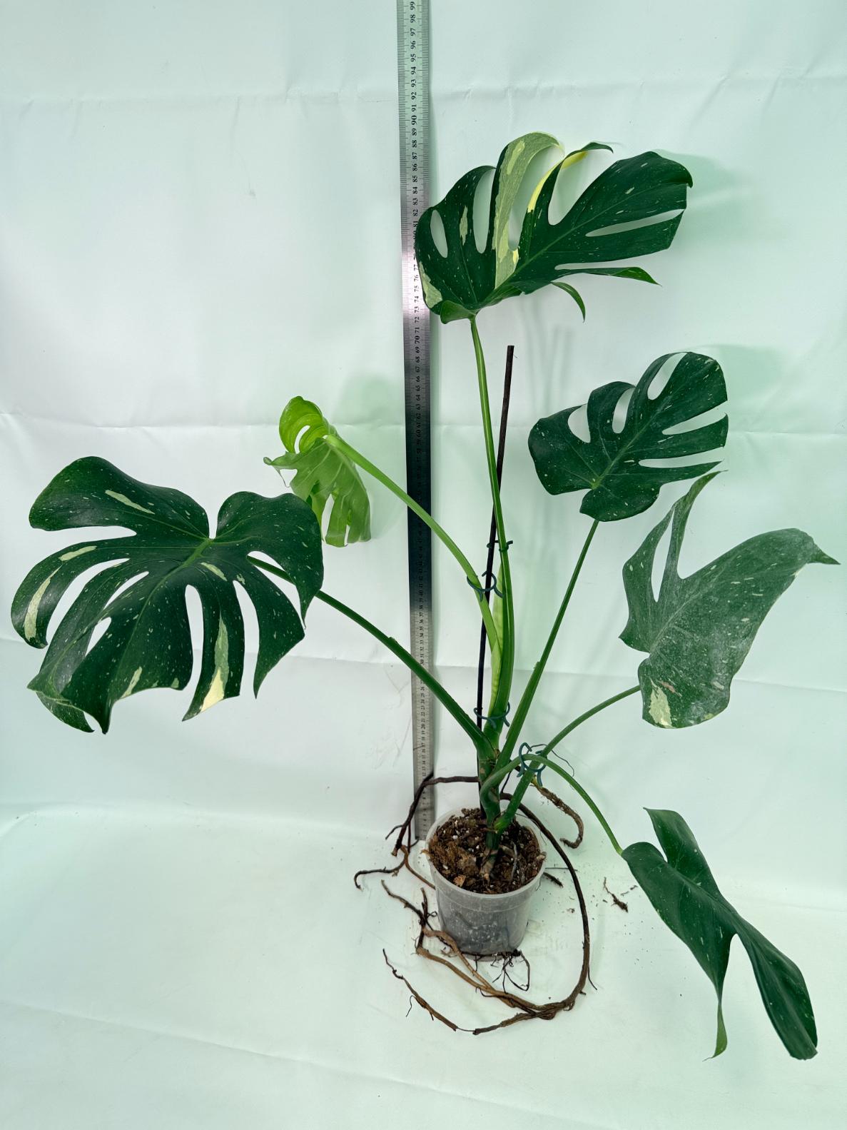 Monstera Thai Constellation XL 08