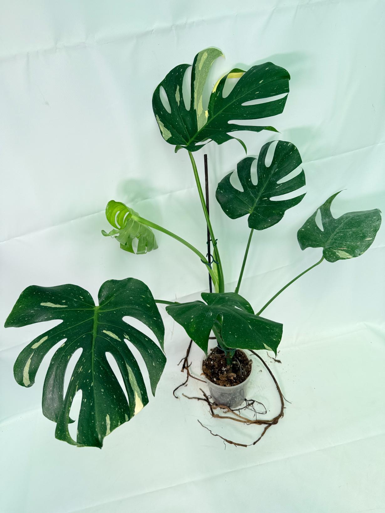 Monstera Thai Constellation XL 01