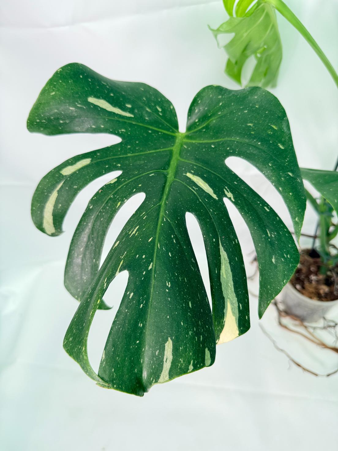 Monstera Thai Constellation XL 02