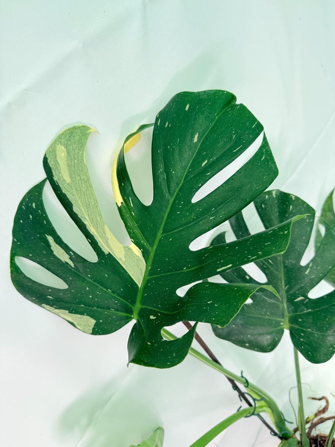 Monstera Thai Constellation XL 03