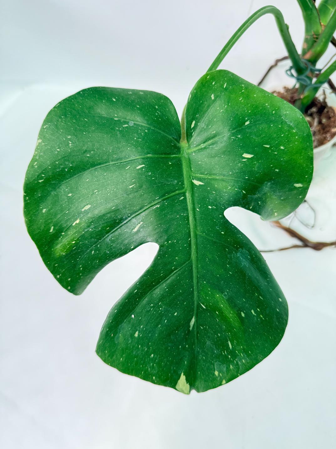 Monstera Thai Constellation XL 04