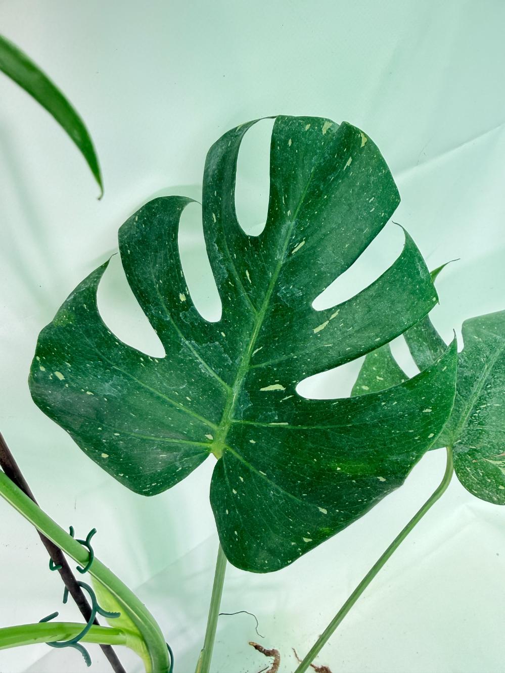 Monstera Thai Constellation XL 05