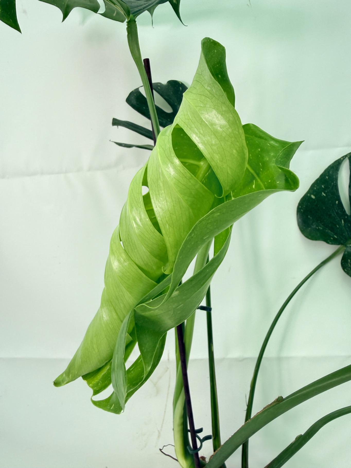 Monstera Thai Constellation XL 07