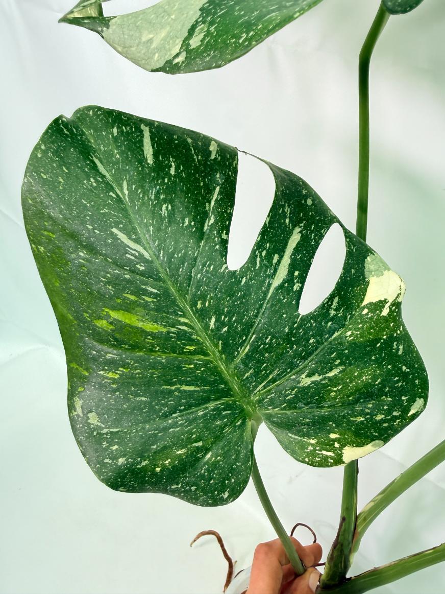 Monstera Thai Constellation XL 07