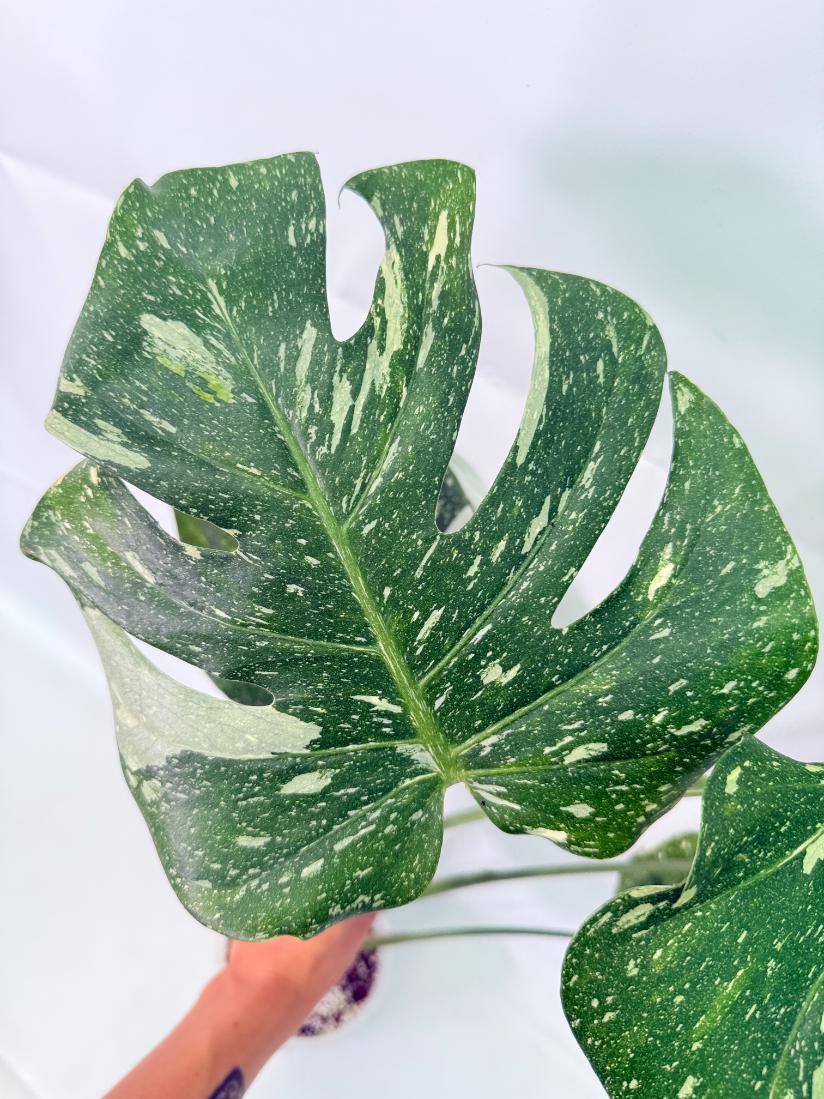 Monstera Thai Constellation XL 08