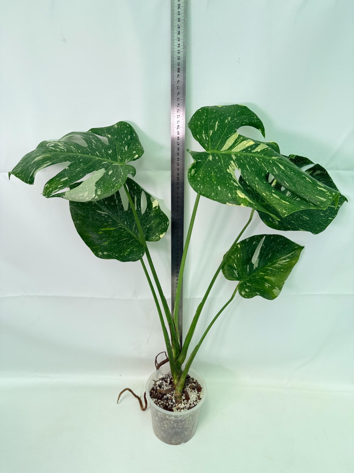 Monstera Thai Constellation XL 09