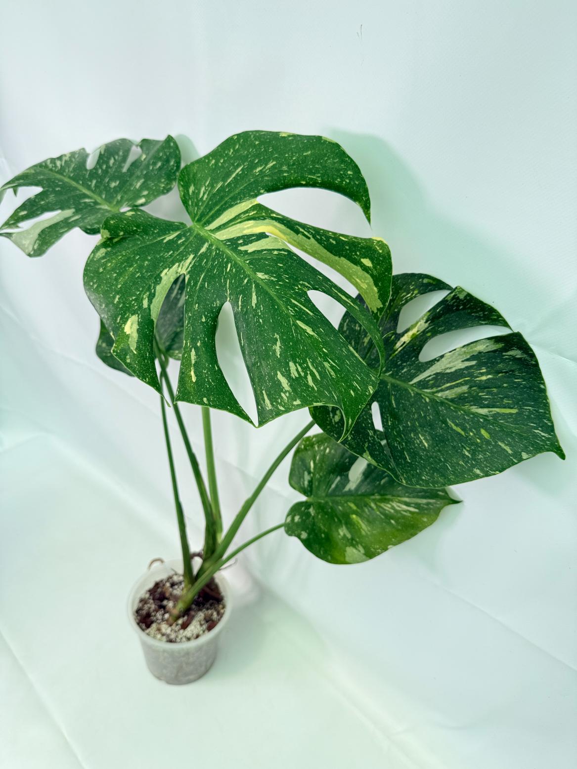 Monstera Thai Constellation XL 01