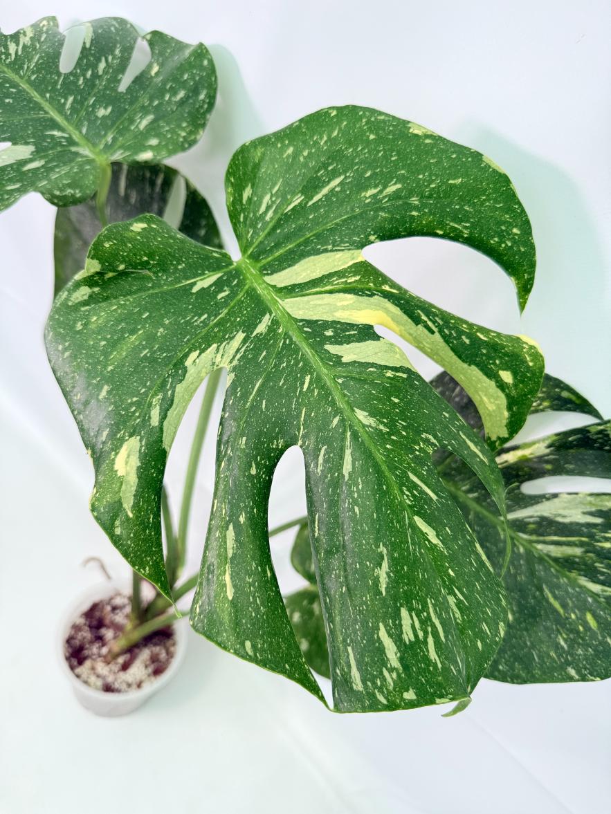 Monstera Thai Constellation XL 03