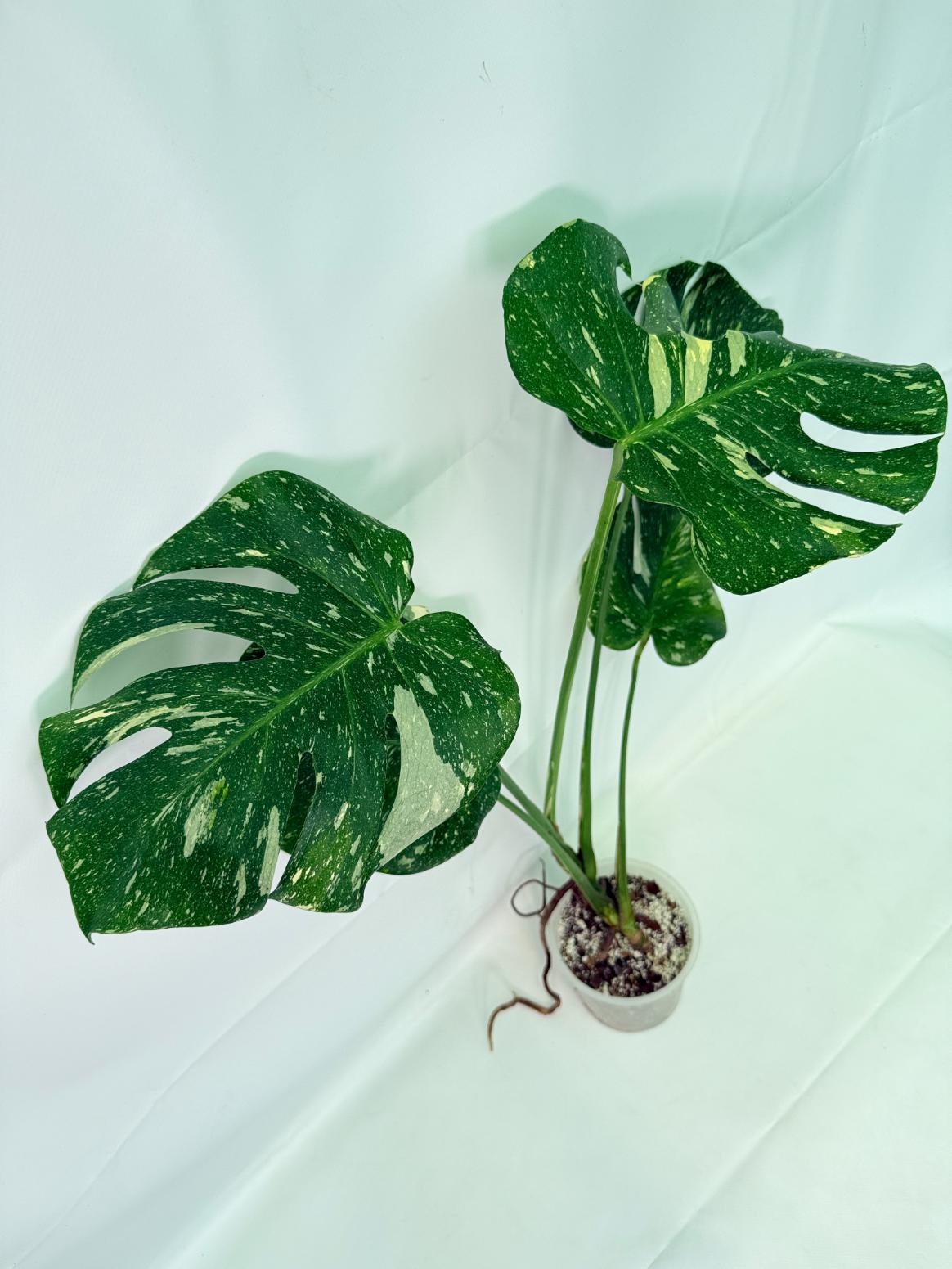 Monstera Thai Constellation XL 04