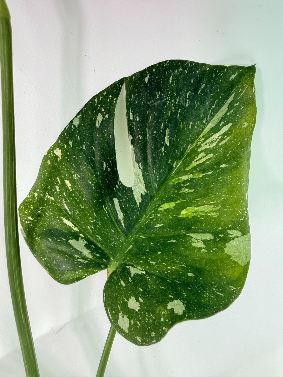 Monstera Thai Constellation XL 05