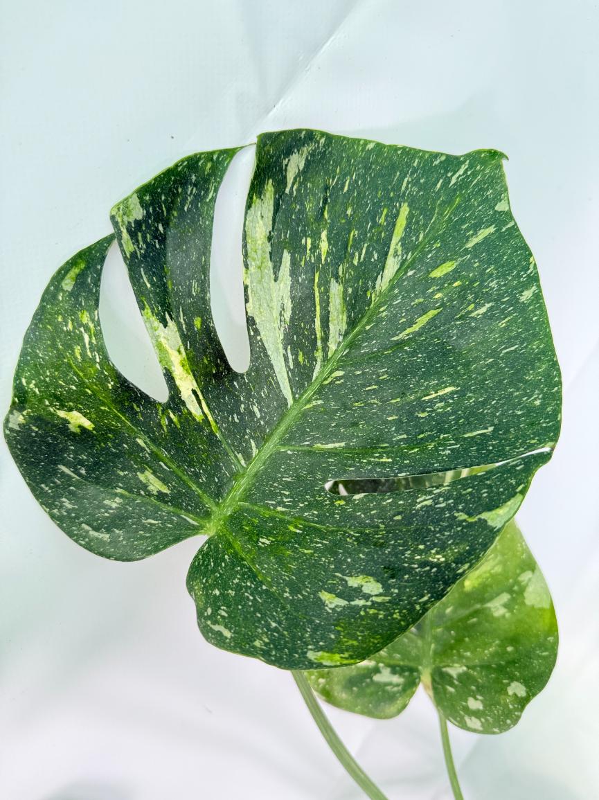 Monstera Thai Constellation XL 06