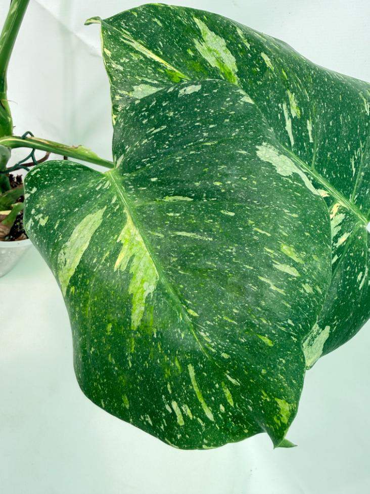 Monstera Thai Constellation XL 08