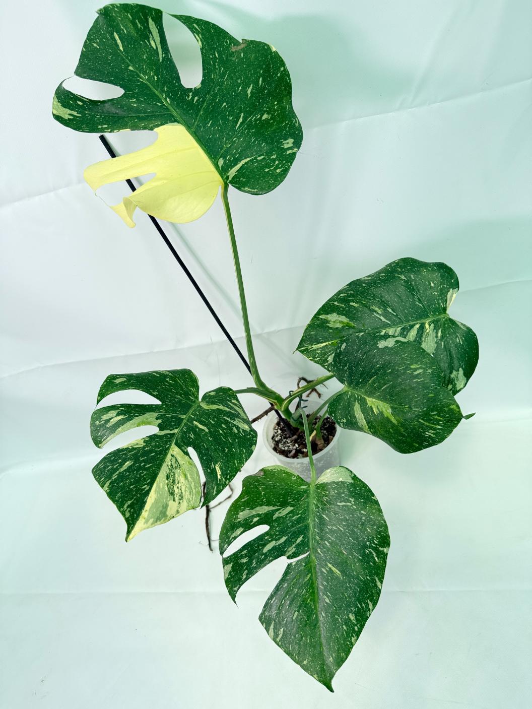 Monstera Thai Constellation XL 02