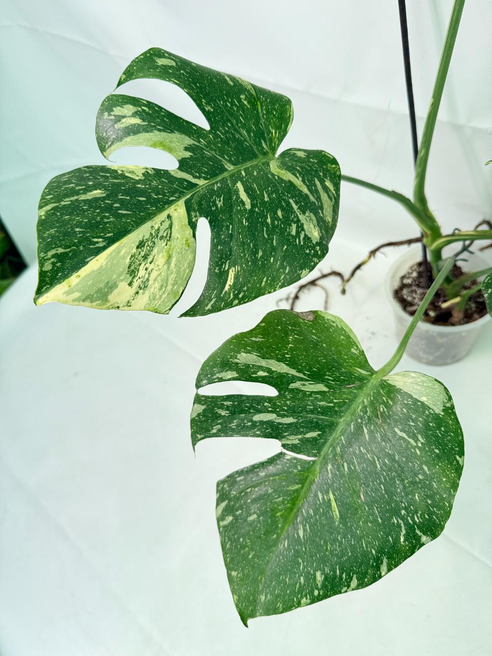 Monstera Thai Constellation XL 09