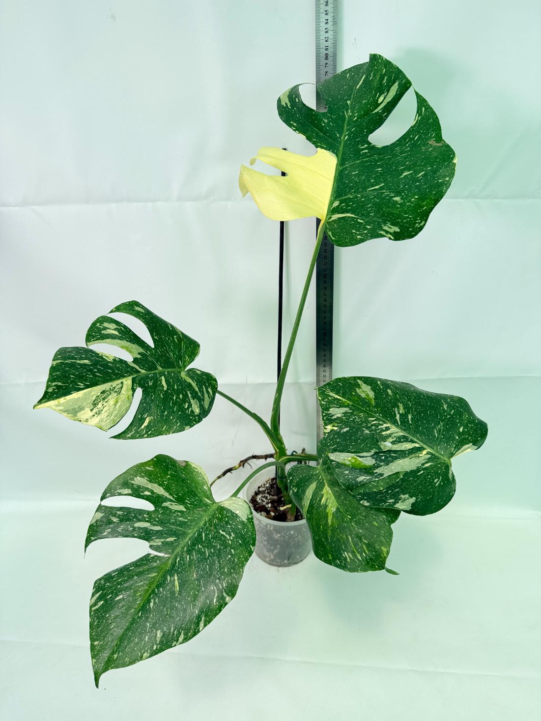 Monstera Thai Constellation XL 03