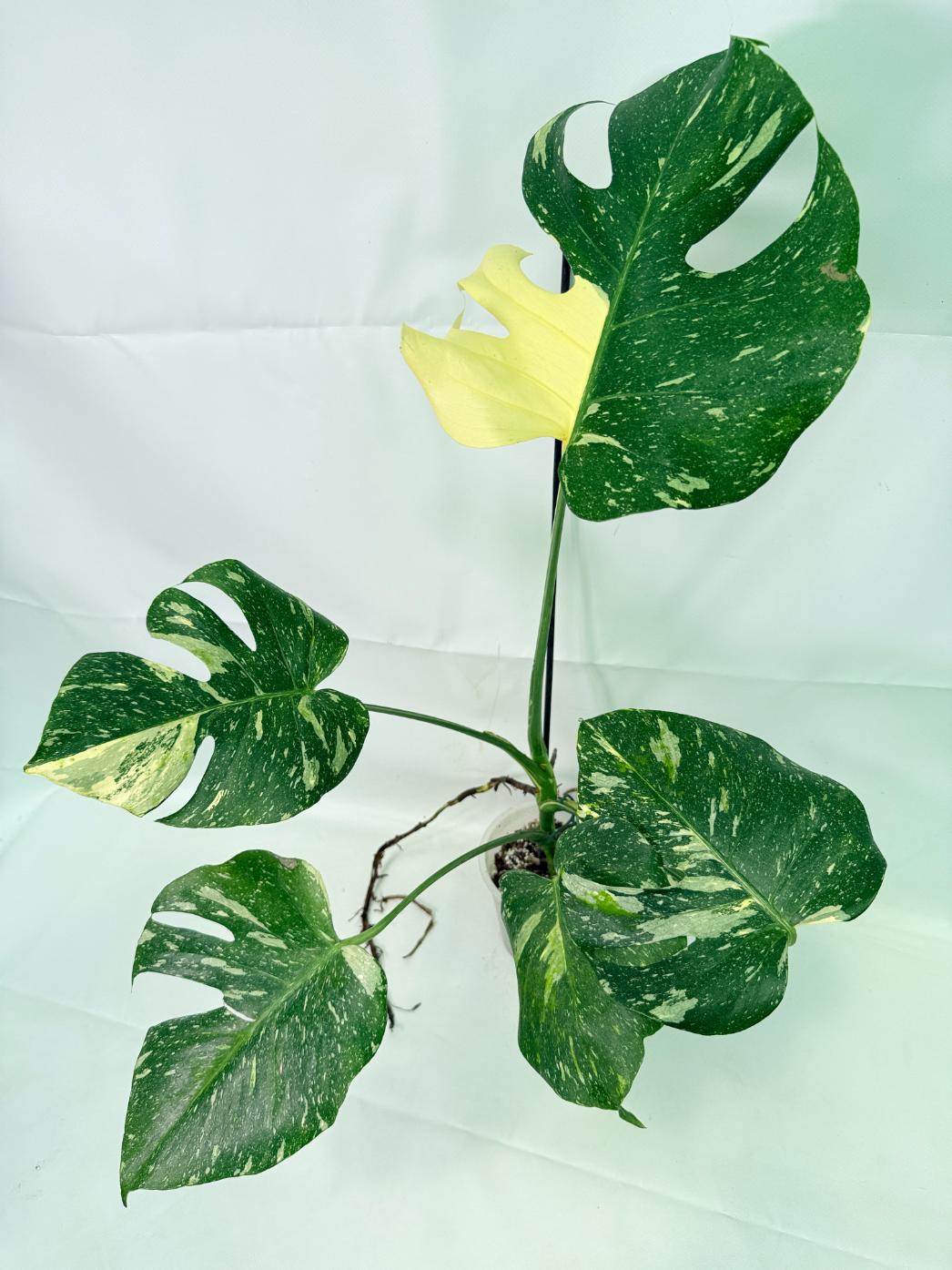 Monstera Thai Constellation XL 01