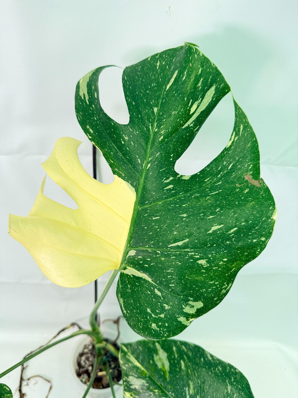 Monstera Thai Constellation XL 04