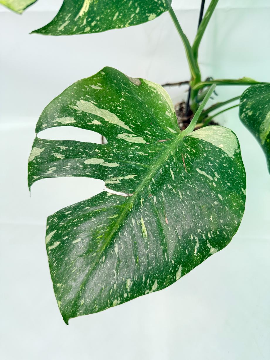 Monstera Thai Constellation XL 05