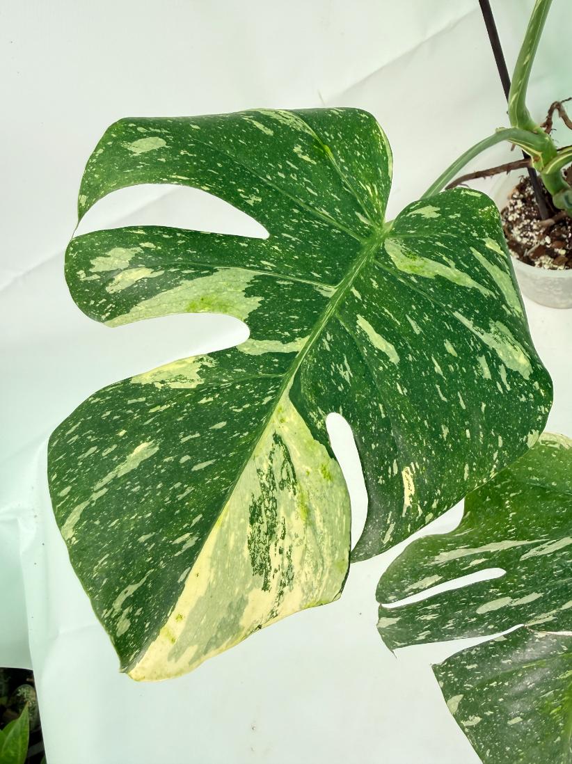 Monstera Thai Constellation XL 06