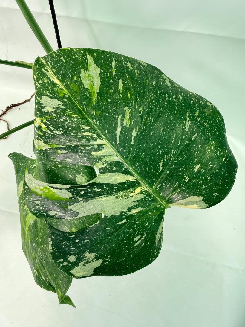 Monstera Thai Constellation XL 07