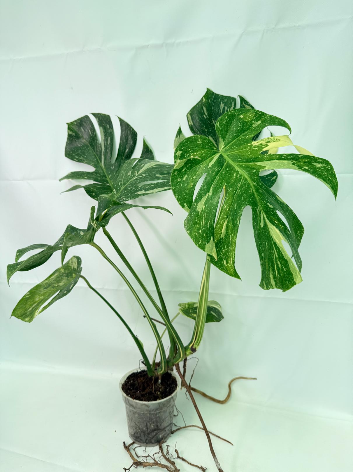Monstera Thai Constellation XL 08