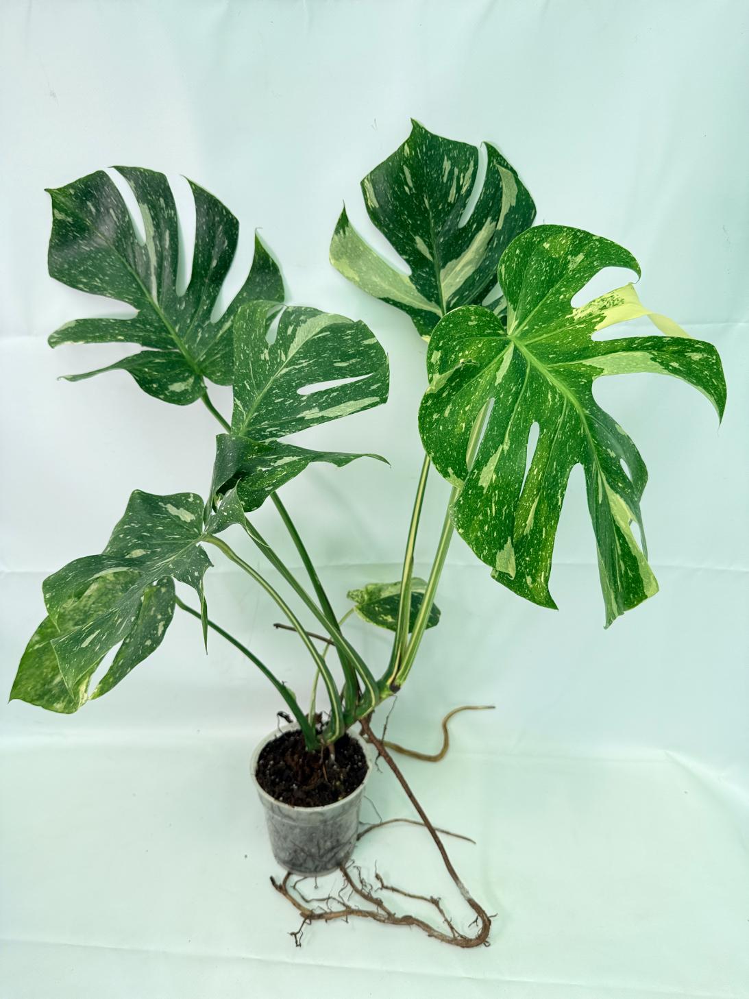 Monstera Thai Constellation XL 09