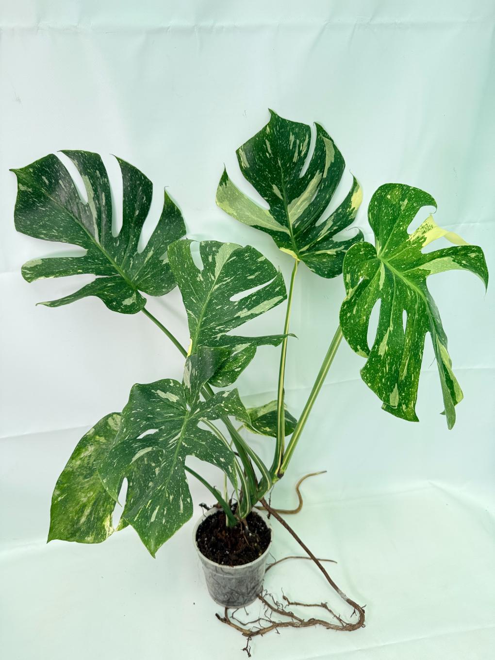 Monstera Thai Constellation XL 01