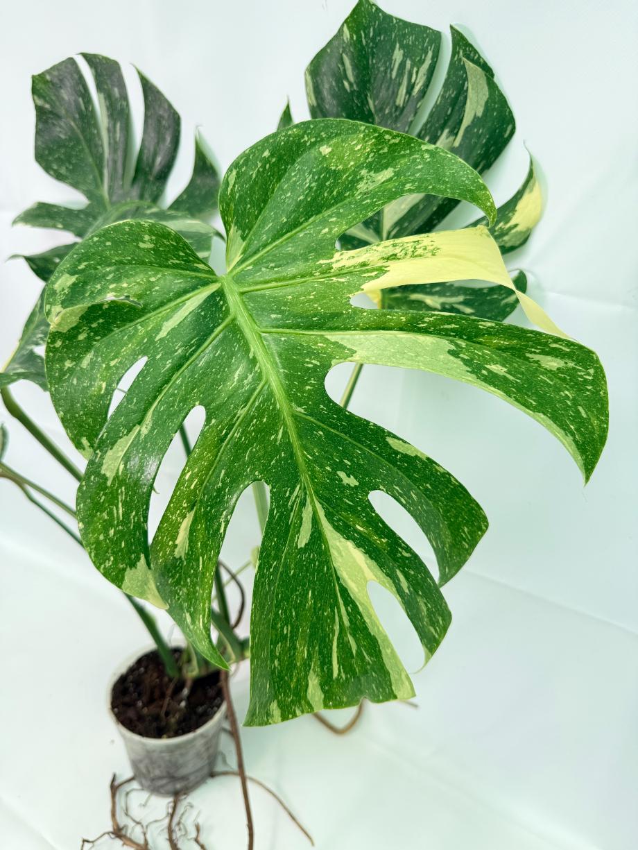Monstera Thai Constellation XL 03