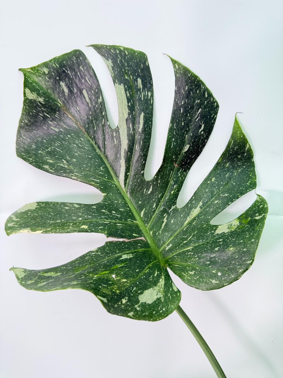 Monstera Thai Constellation XL 04