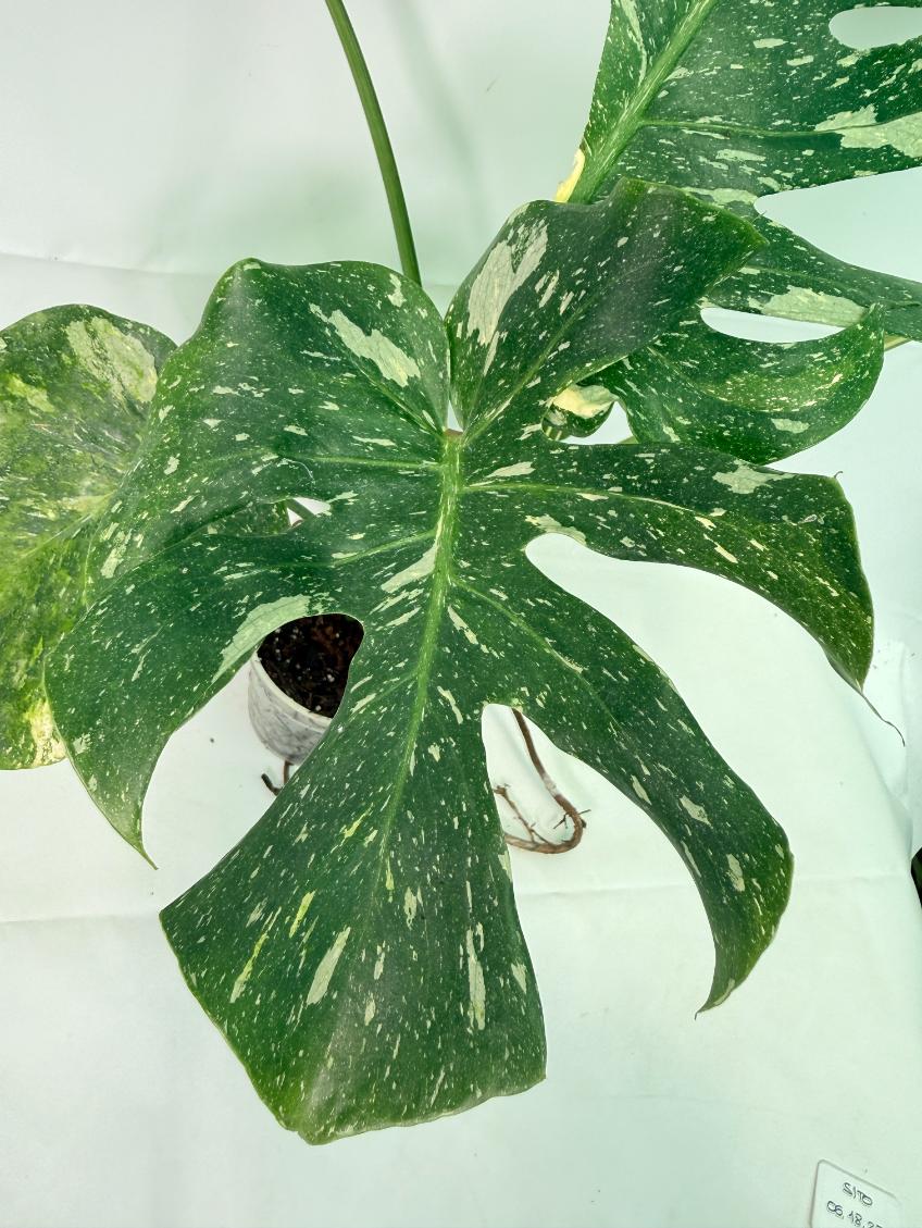 Monstera Thai Constellation XL 05