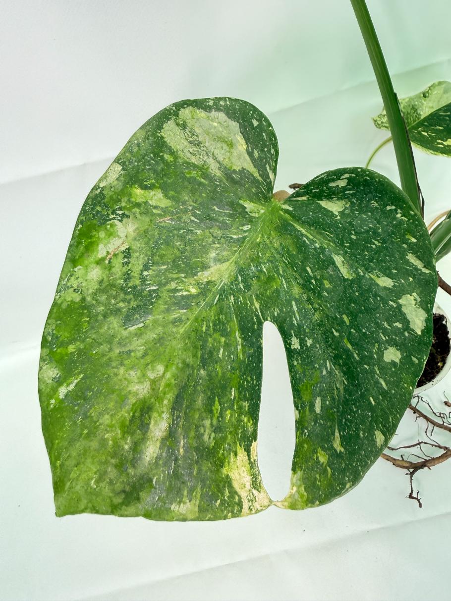 Monstera Thai Constellation XL 06