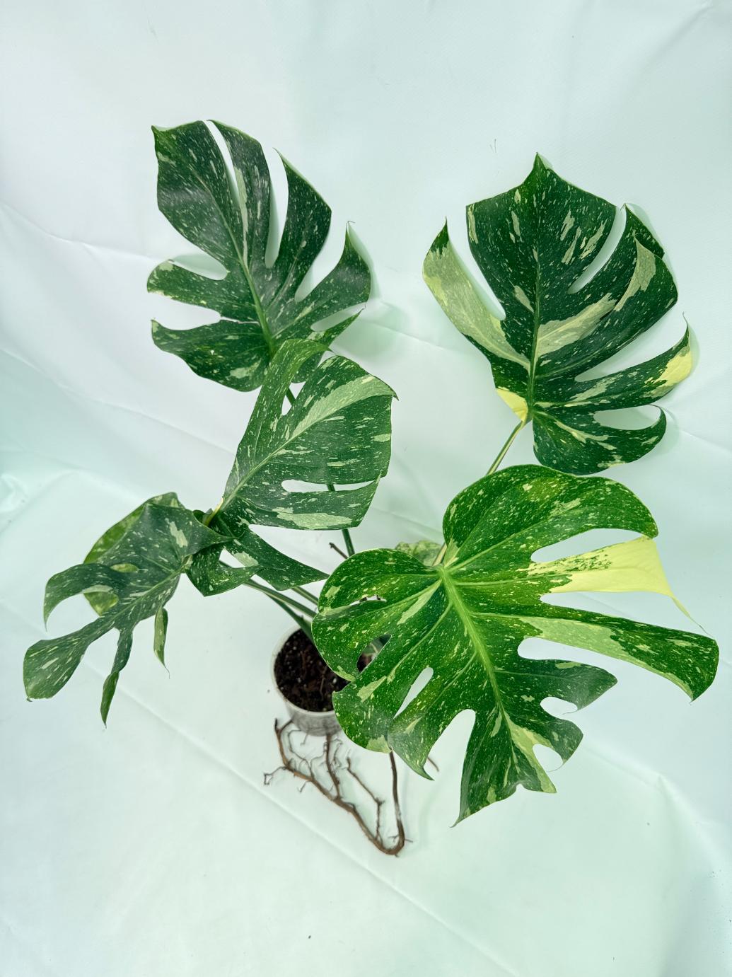 Monstera Thai Constellation XL 07