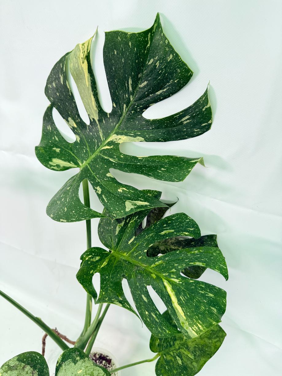Monstera Thai Constellation XL 08
